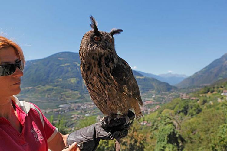 Dimostrazioni di volo di uccelli rapaci a Castel Tirolo