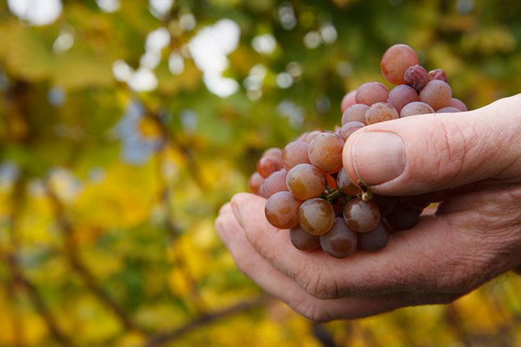 Maso vinicolo a Tirolo