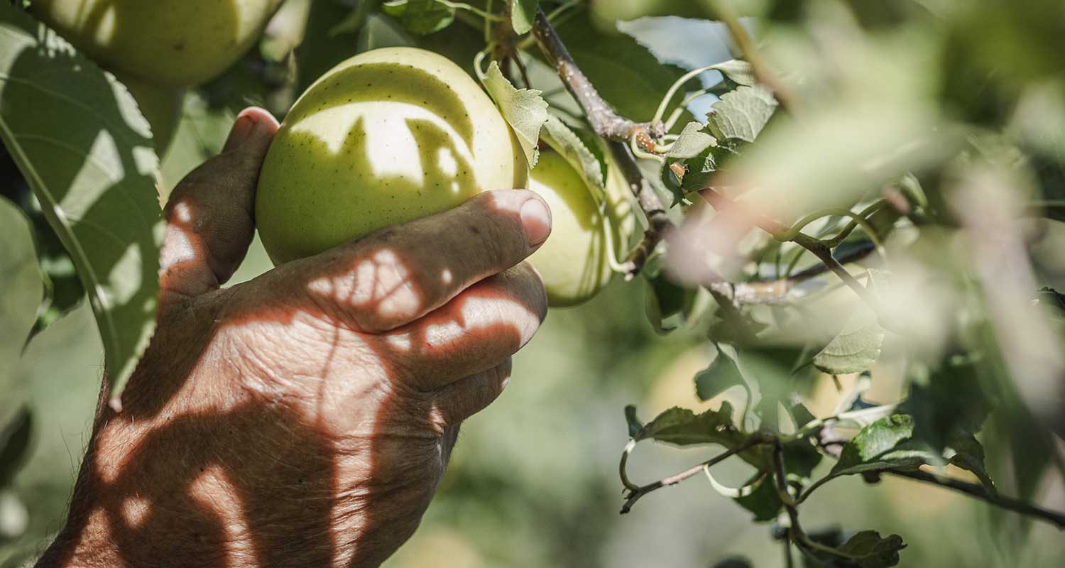 Apfelernte - Golden Delicious