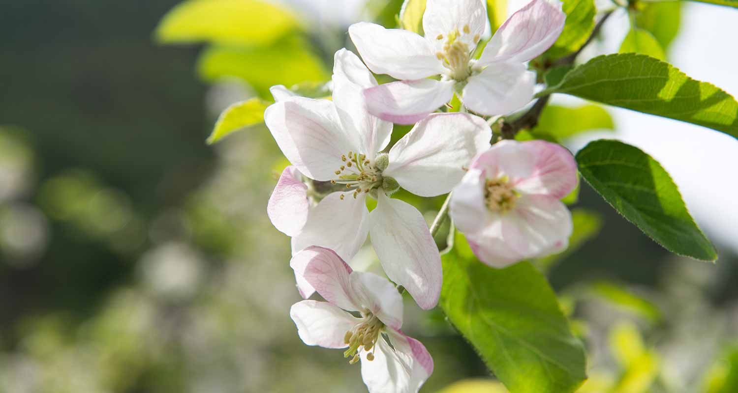 Zeit der Apfelblüte in Südtirol